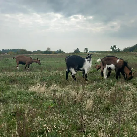 Brvnara Radisavljevic Sikole 롯지 네고틴