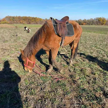 롯지 Brvnara Radisavljevic Sikole *